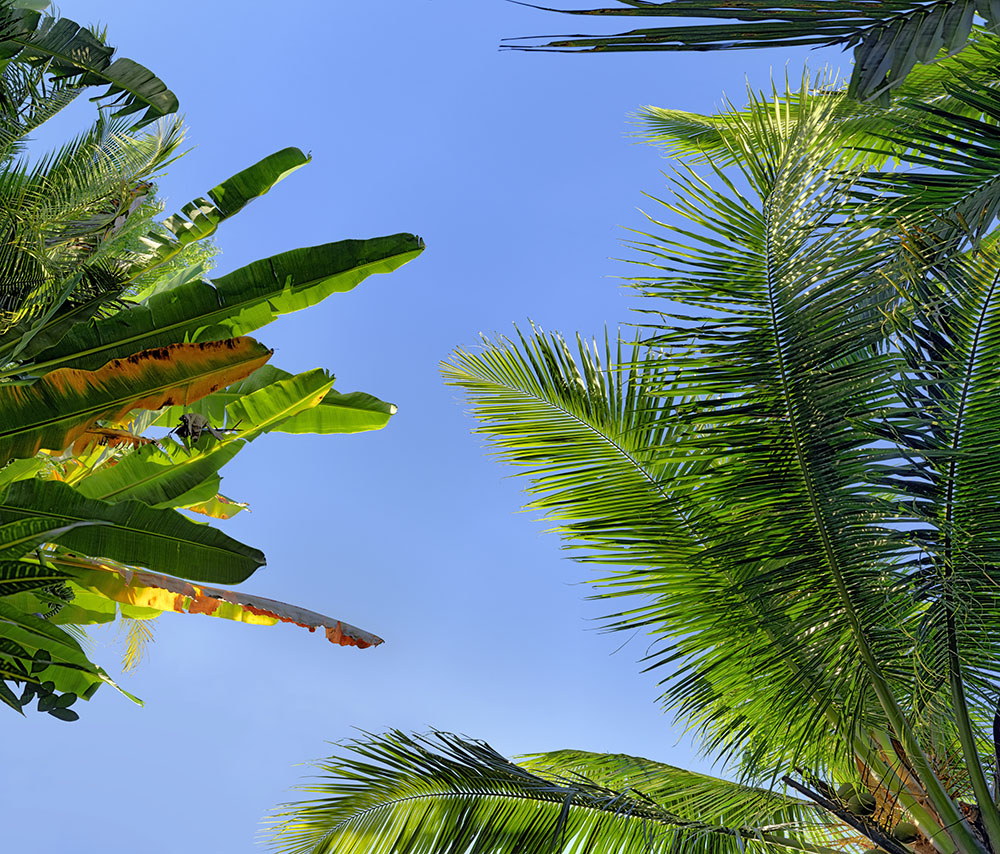 coconuts tree 07a